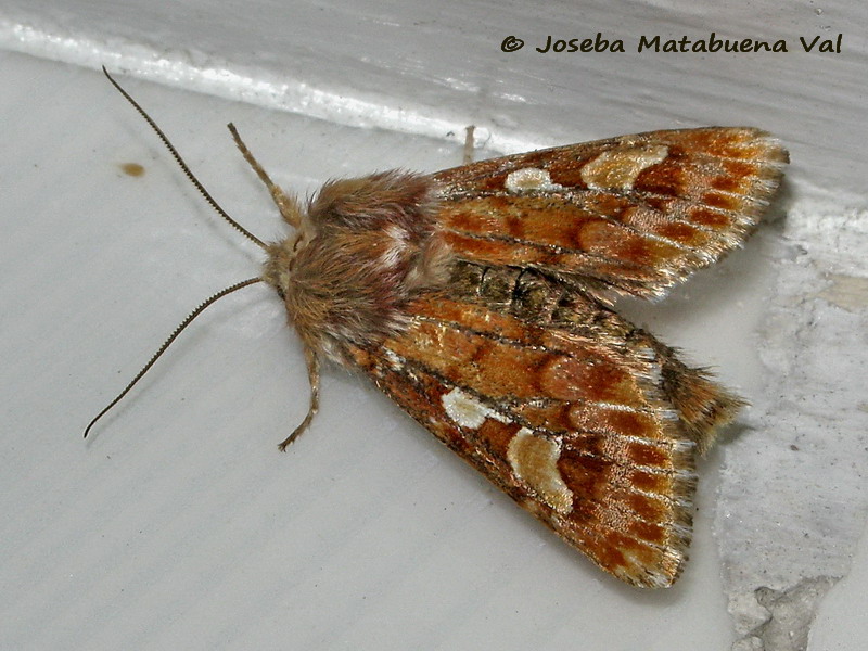 Panolis flammea - Noctuidae